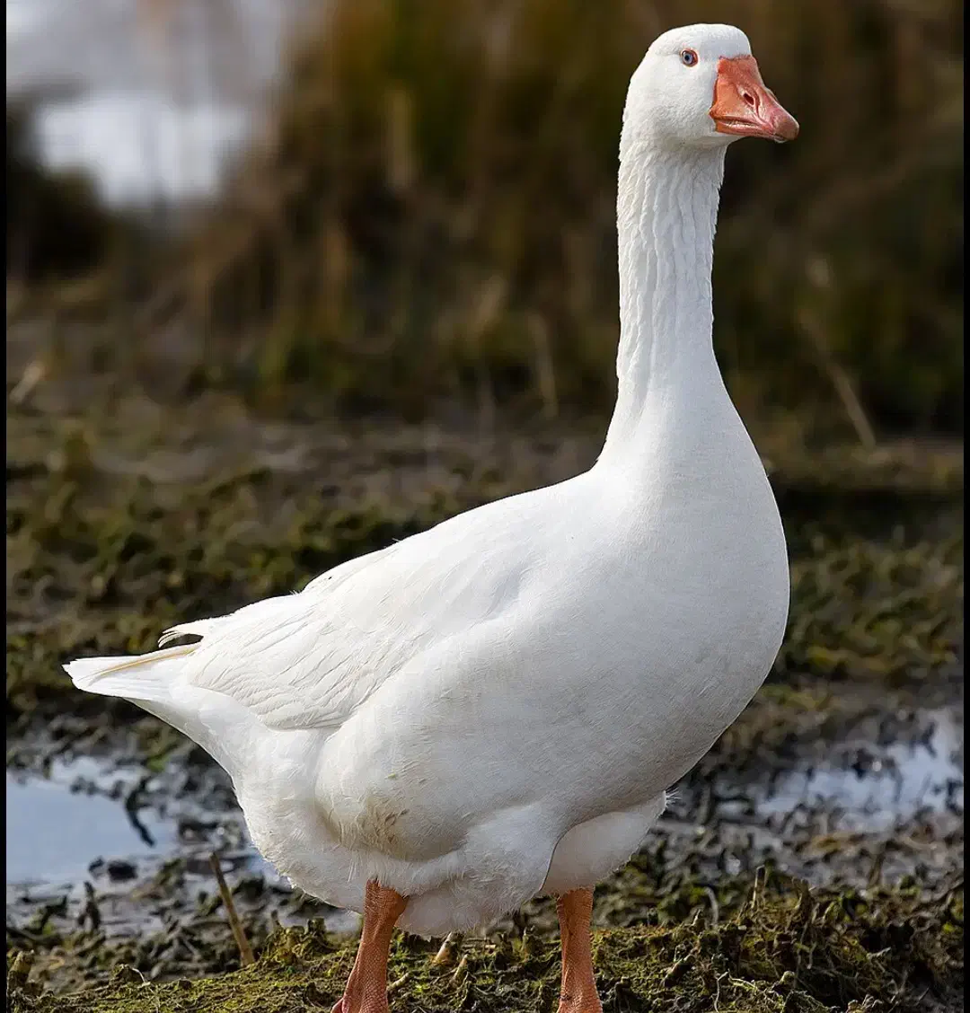 ۸تا غاز محلی بزرگ دونی ۸۰۰تومن|حیوانات مزرعه|بندر امام خمینی, |دیوار