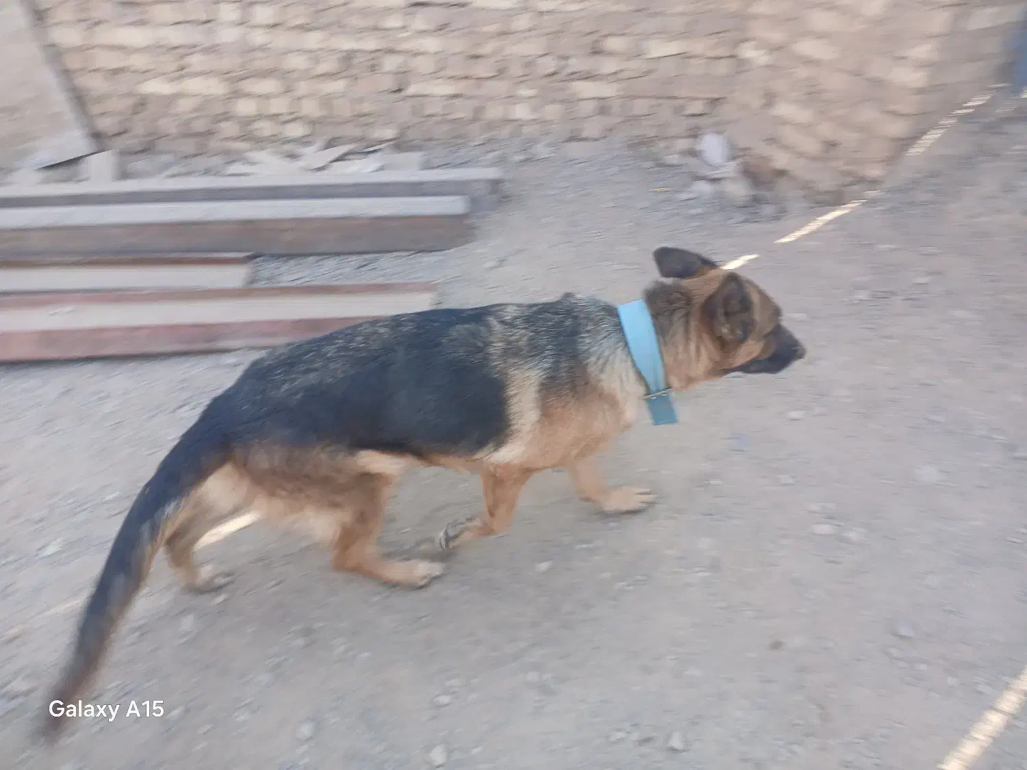 سه عدد سگ|سگ|یزد, |دیوار