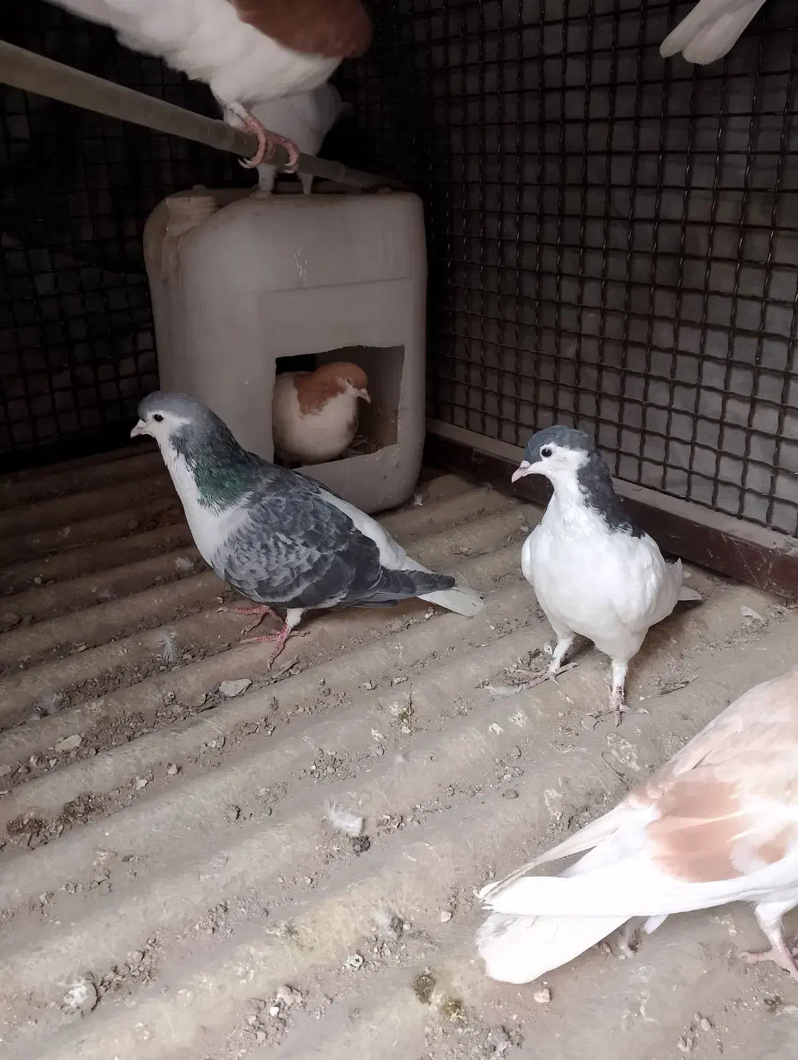 کفترشصتی، چادری|پرنده|تهران, مسعودیه|دیوار