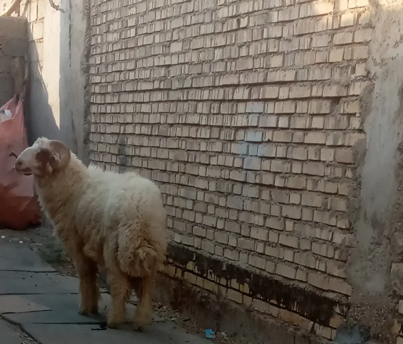 خروف غنم(میش گوسفند|حیوانات مزرعه|سوسنگرد, |دیوار