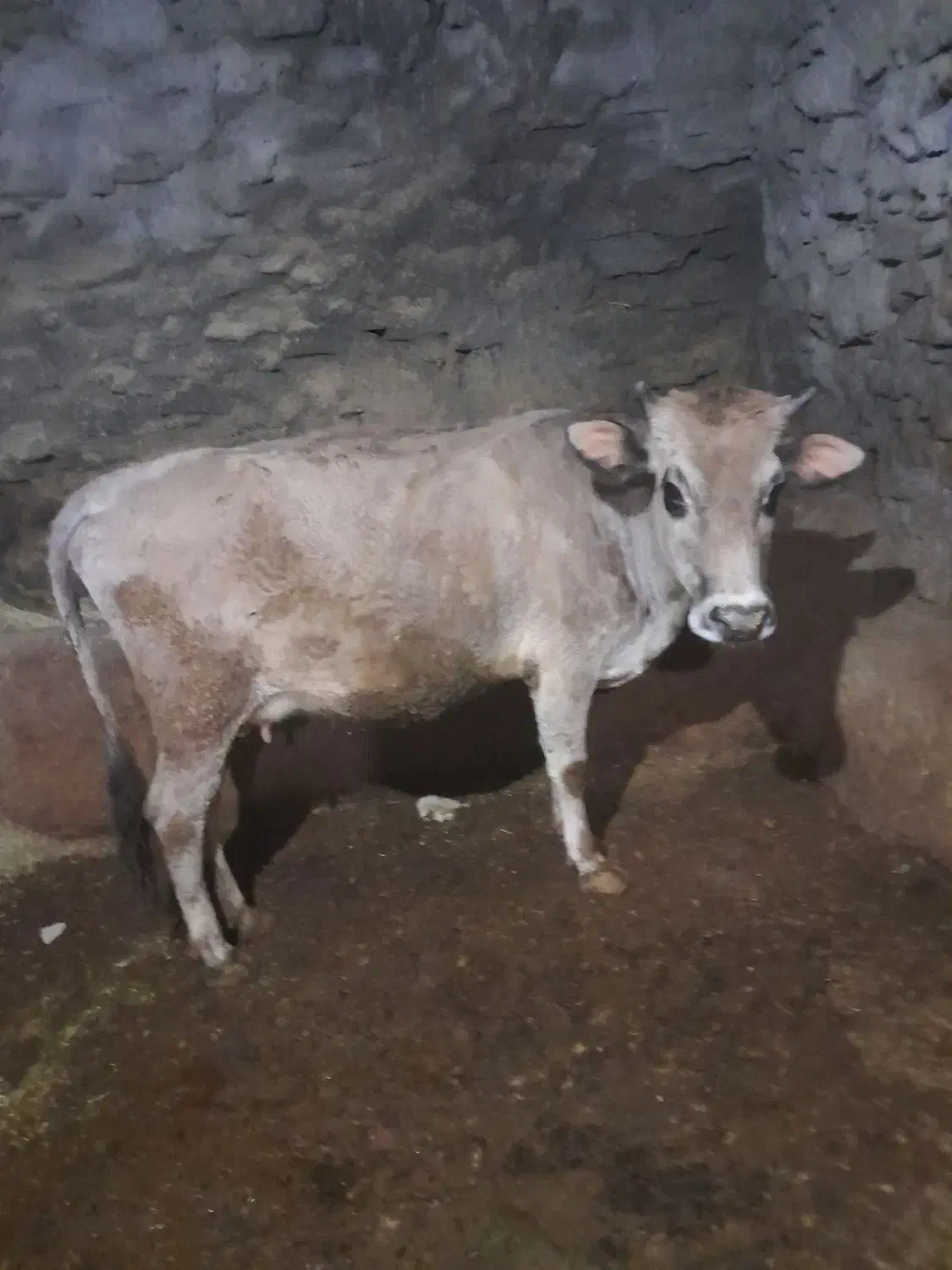 گاو گوساله|حیوانات مزرعه|سروآباد, |دیوار