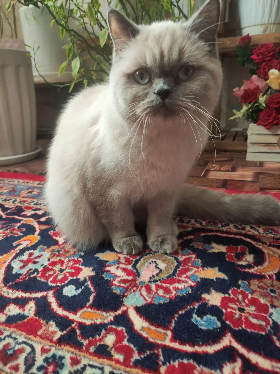 بریتیش هیمالین|گربه|تبریز, |دیوار