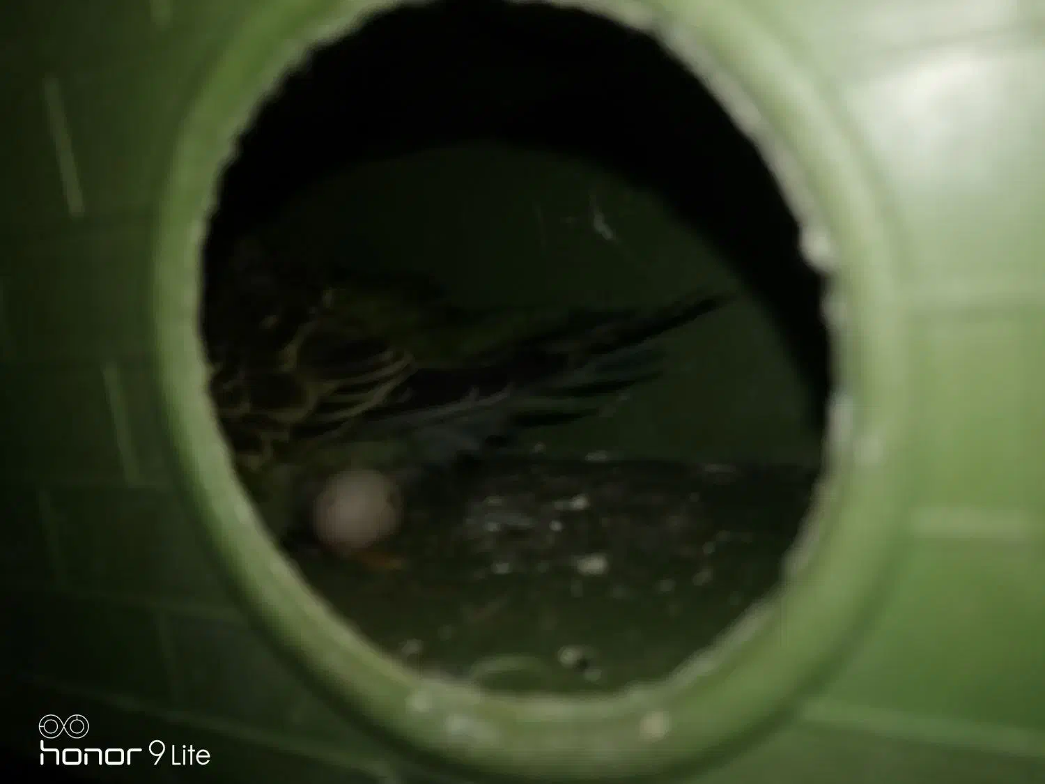 فروش یک جفت مرغ عشق|پرنده|داراب, |دیوار