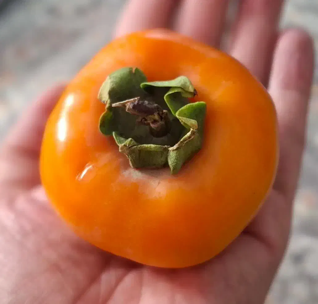 فروش خرمالو ارگانیک شمال مستقیم از باغدار|خوردنی و آشامیدنی|تهران, مینای جنوبی|دیوار