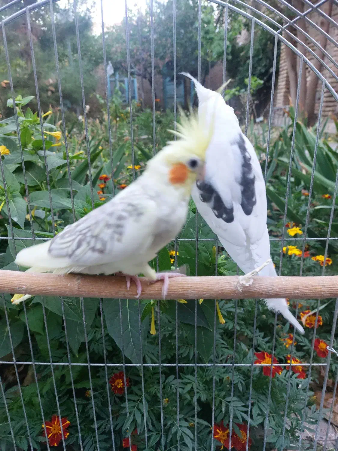 عروس هلندی مولد با سه جوجه سه هفته ای|پرنده|اهر, |دیوار