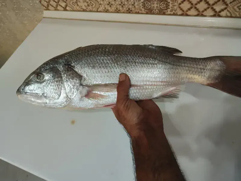 هاهی صبیتی (جهرو)|خوردنی و آشامیدنی|قشم, |دیوار