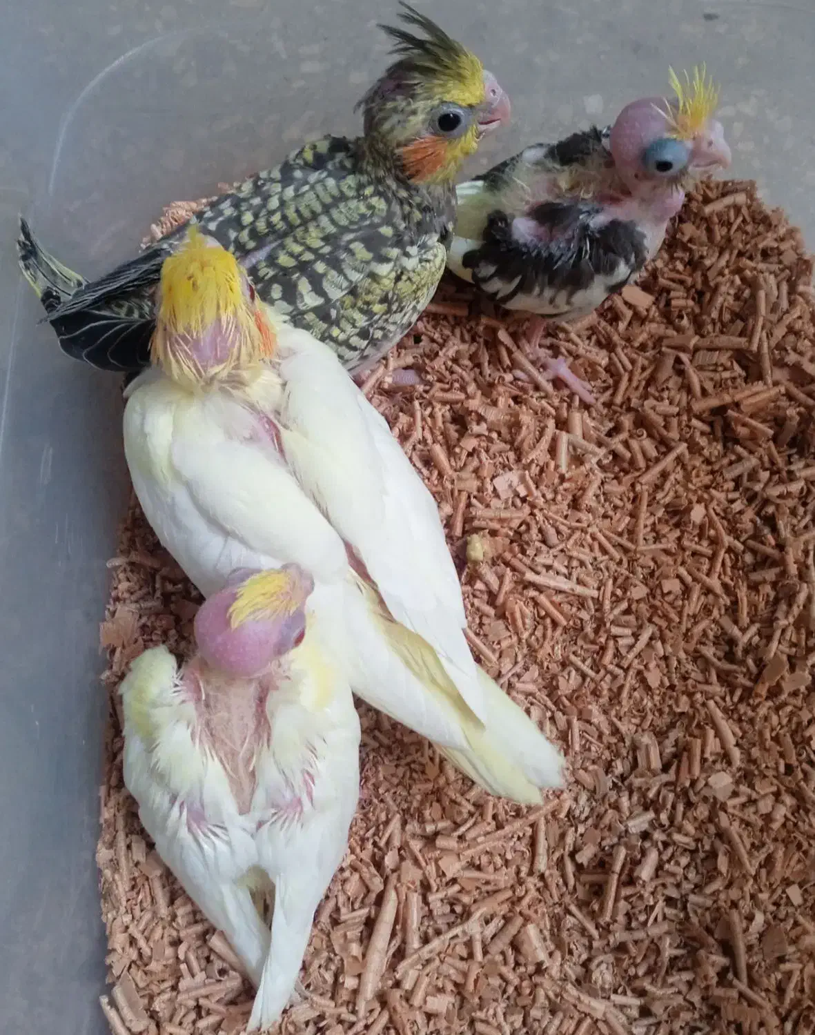 جوجه عروس  و کوتوله سرلاکی|پرنده|کاشان, باغ ماجد|دیوار