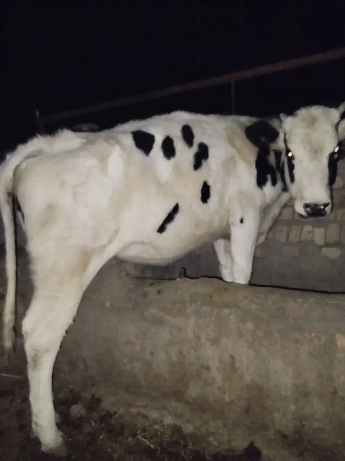 گوساله ماده آماده تلقیح وزن 350بالا|حیوانات مزرعه|سده (خراسان جنوبی), |دیوار