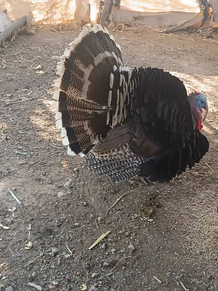 بوقلمون فروشی|حیوانات مزرعه|آبدانان, |دیوار