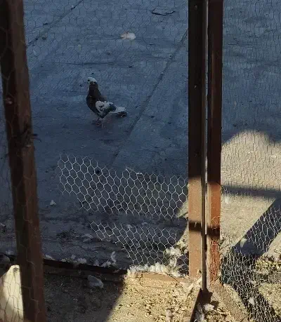 کبوتر نقش معاوضه با قلیان یا پاسور|پرنده|لردگان, |دیوار