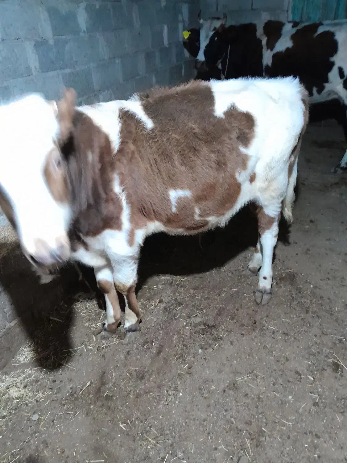 گوساله نر|حیوانات مزرعه|مرادلو, |دیوار