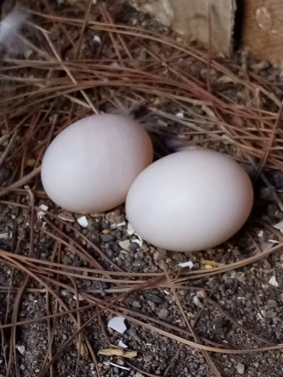 تخم کبوتر نقش ( بلژیکی)|پرنده|سیرجان, |دیوار