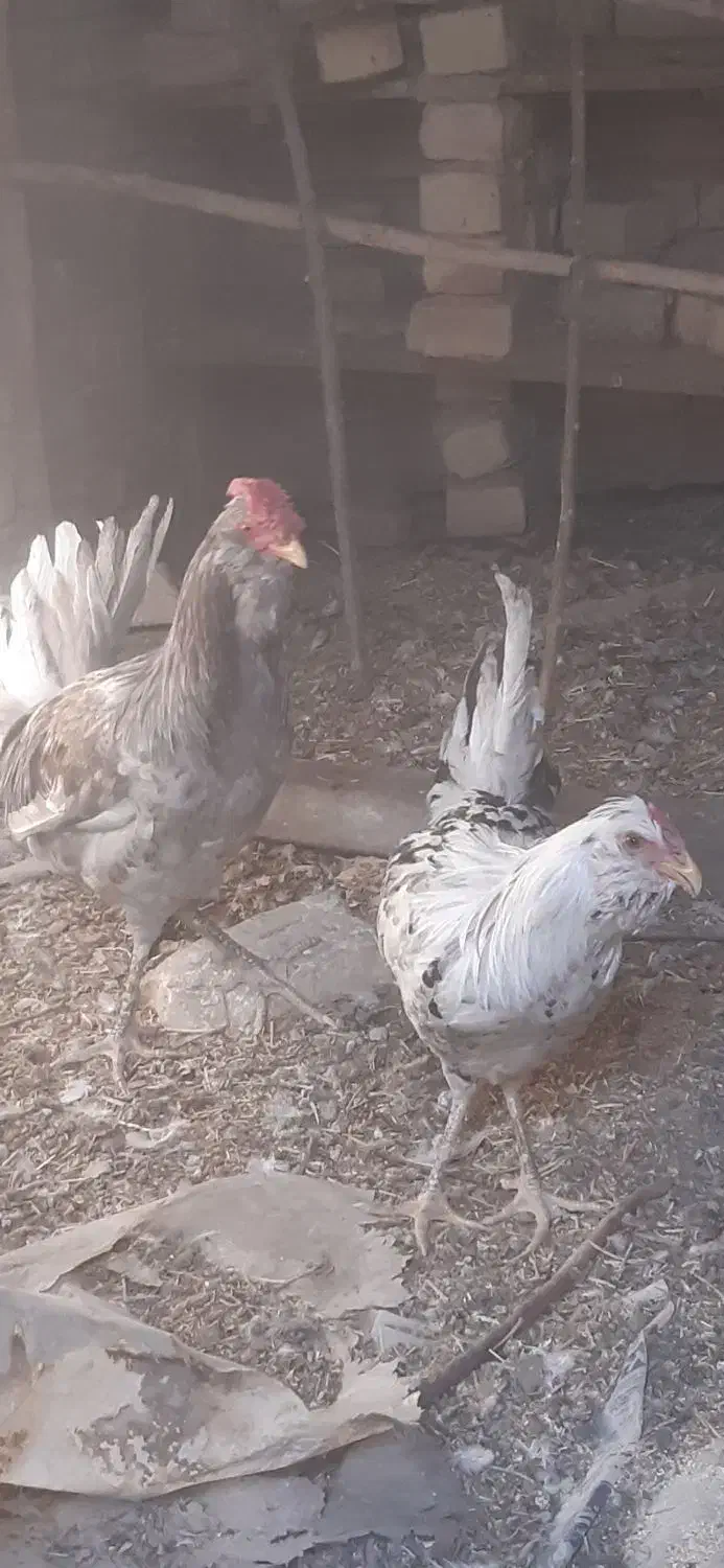 مرغ و خروس زینتی|حیوانات مزرعه|گلپایگان, |دیوار