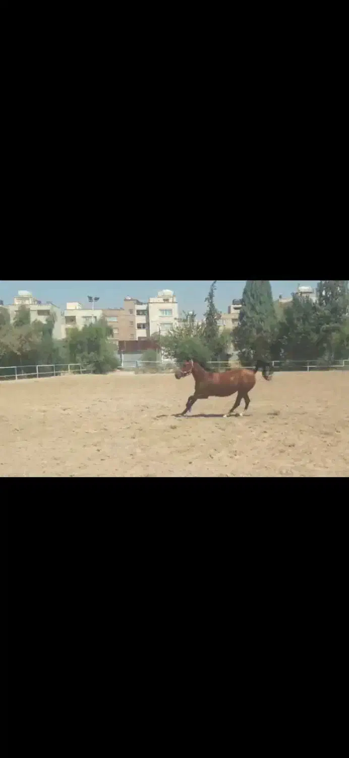 مادیان ۳ ساله نژاد کرد|اسب و تجهیزات اسب‌سواری|شیراز, دشت چنار|دیوار