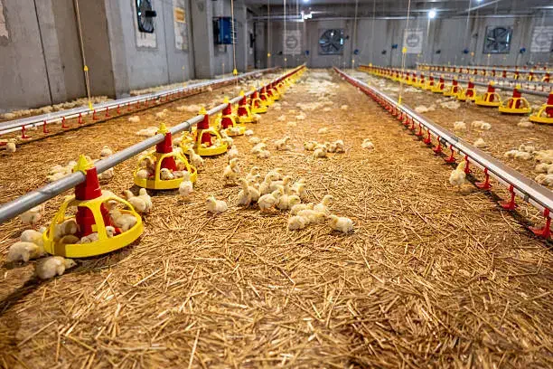 پرورش طیور با سود تضمینی و پشتیبانی کامل|خدمات پیشه و مهارت|شیراز, نیایش|دیوار