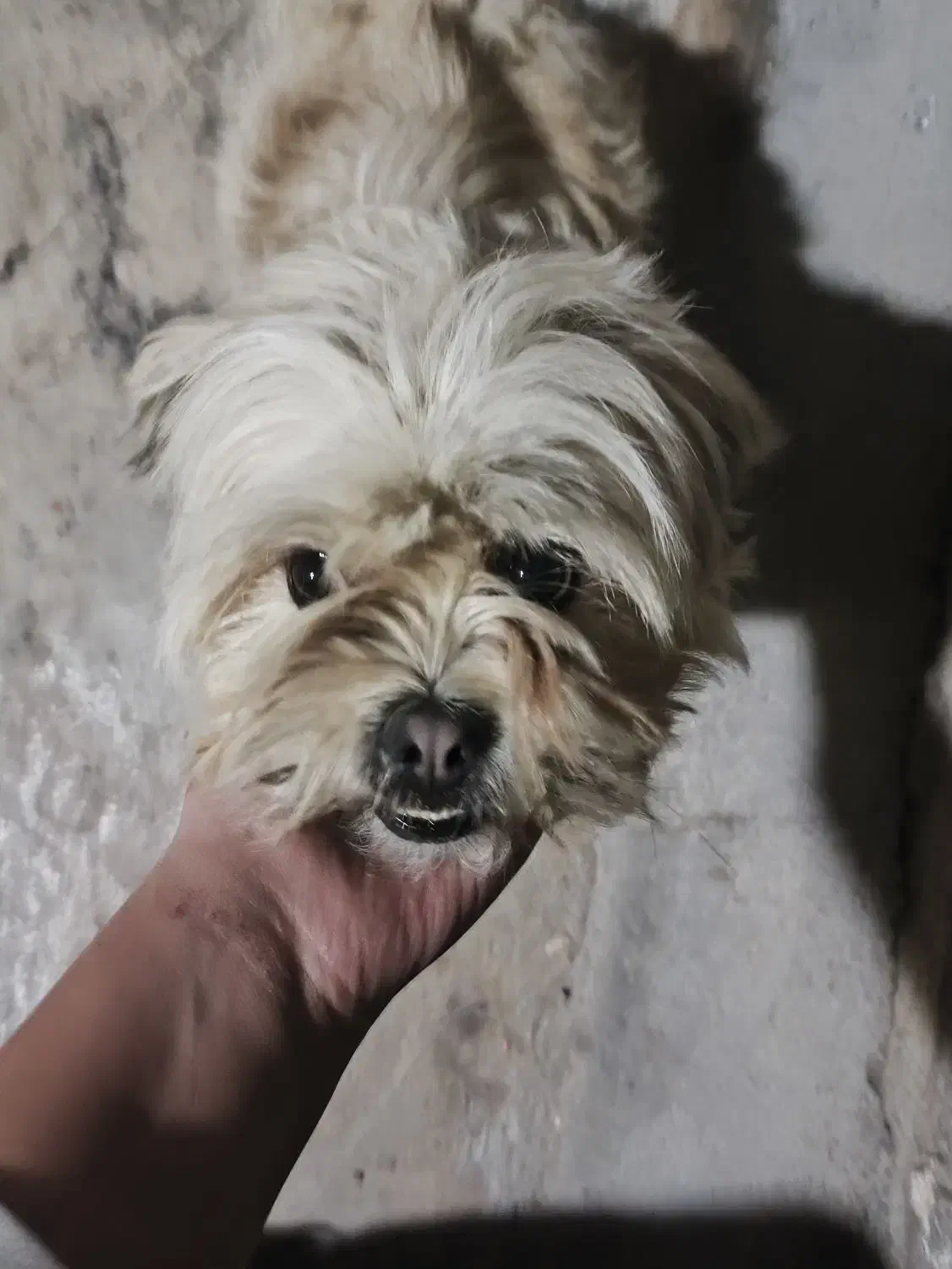 شیتزو تریر|سگ|بیجار, |دیوار