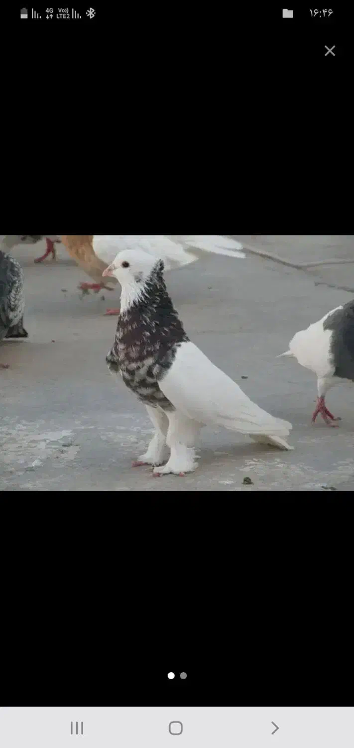 کبوتر|پرنده|کارون, |دیوار