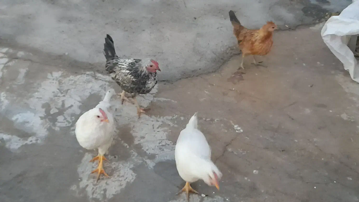 جوجه بومی|حیوانات مزرعه|لردگان, |دیوار