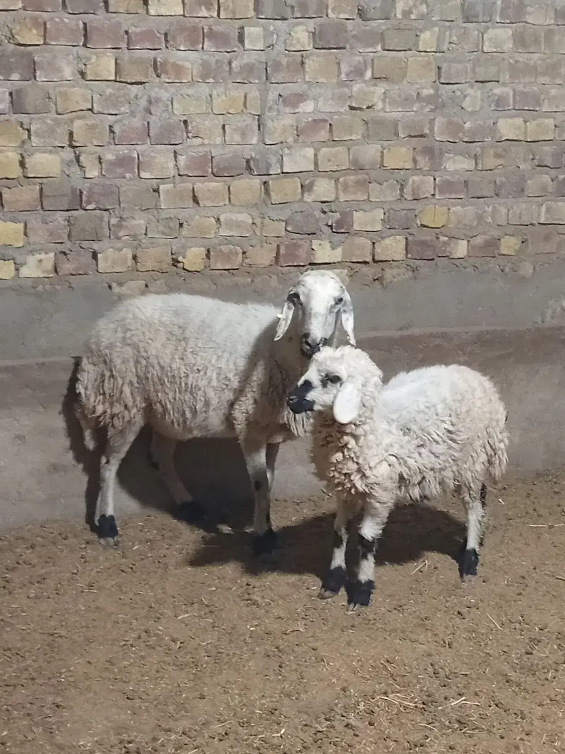 میش با بره نر|حیوانات مزرعه|رفسنجان, |دیوار