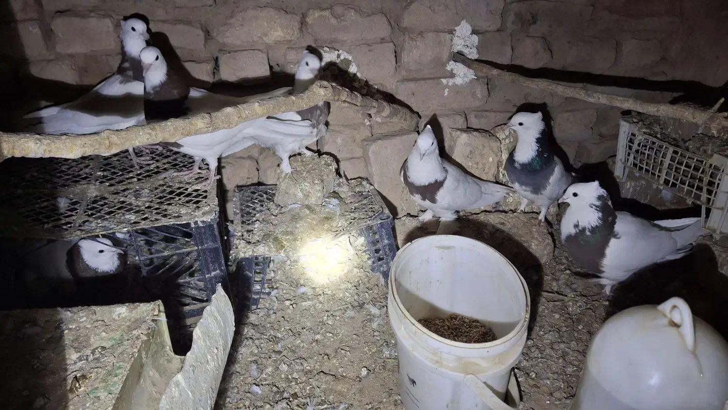 کفتر طوقی پاک|پرنده|قائن, |دیوار