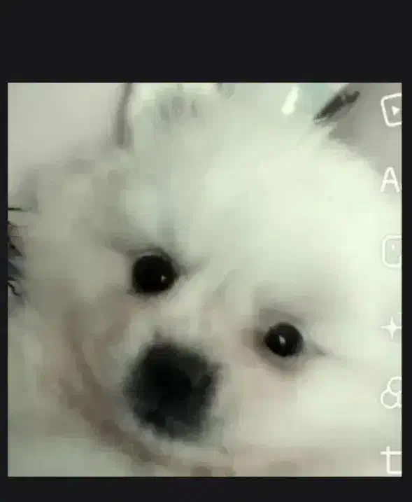 سگ سفید پامرانین|سگ|تهران, مشیریه|دیوار