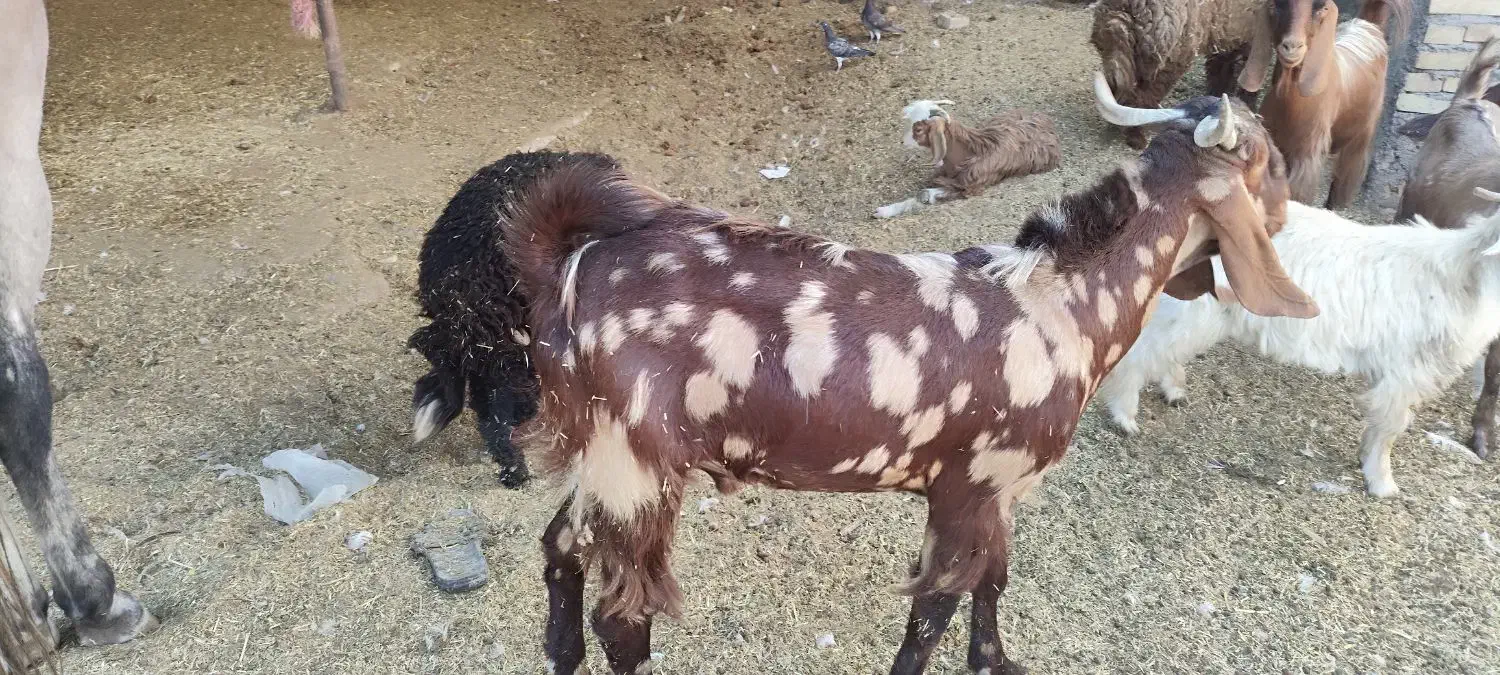 بز نر پلنگی|حیوانات مزرعه|باوی, |دیوار