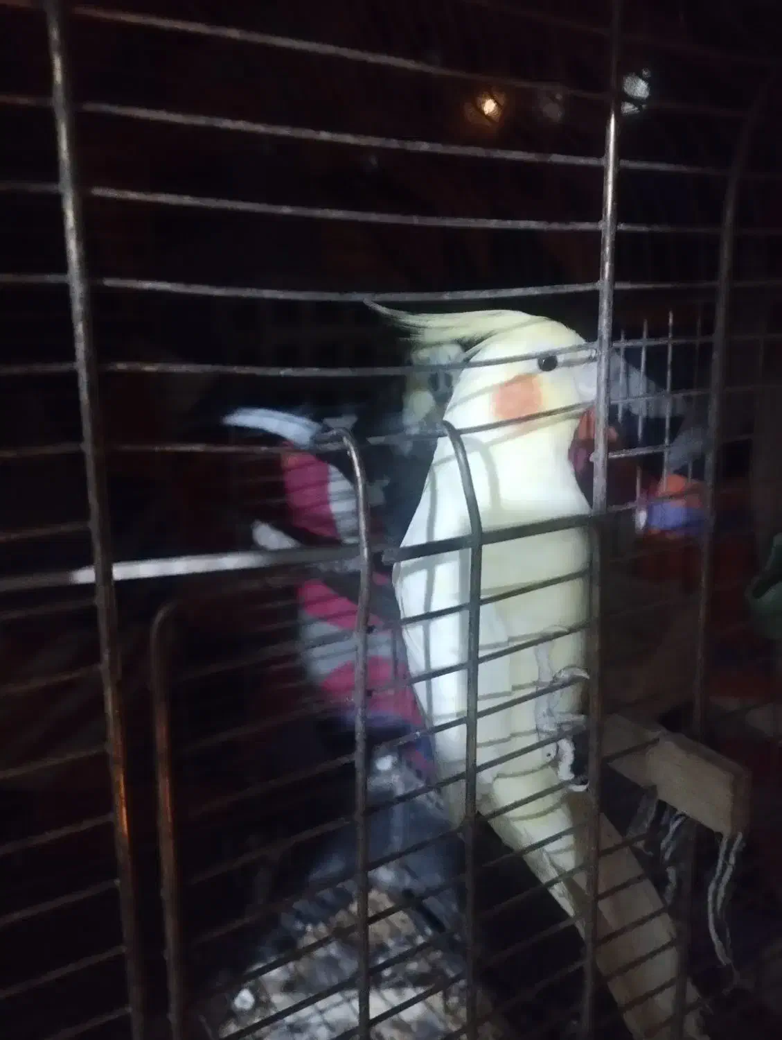 عروس هلندی دوعدد نر|پرنده|پاکدشت, پاکدشت (مامازند)|دیوار