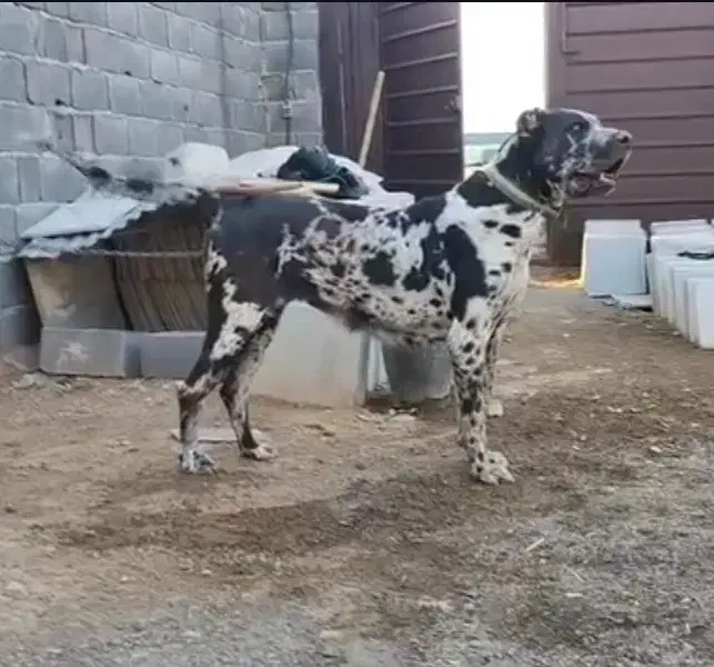 سگ سرابی|سگ|آذرشهر, |دیوار