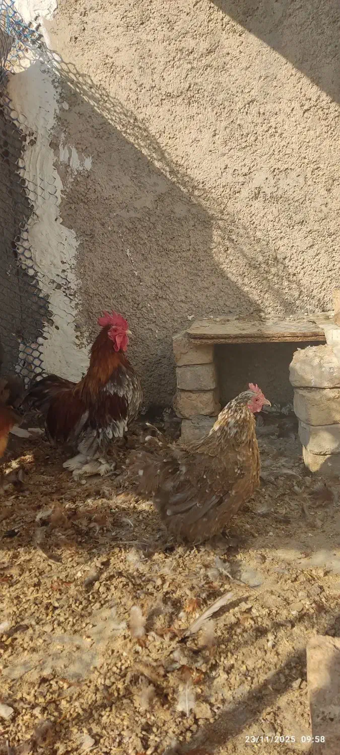 مرغ و خروس پاکوتاه نژاد کوشین|حیوانات مزرعه|پاکدشت, پاکدشت (مامازند)|دیوار