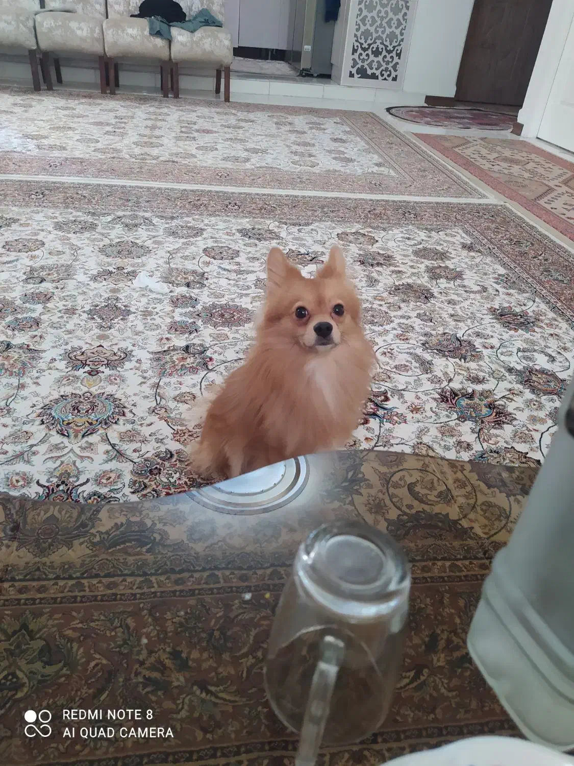 سگ پامر|سگ|صباشهر, |دیوار