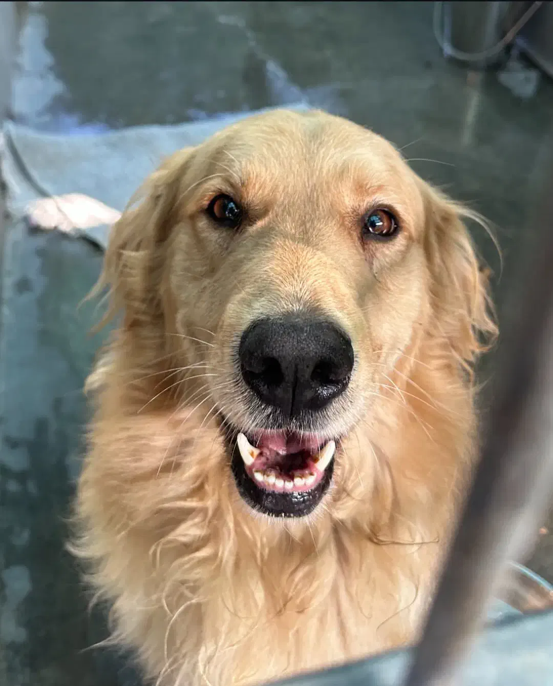 سگ گلدن رتریور ماده اصیل|سگ|رشت, جماران|دیوار