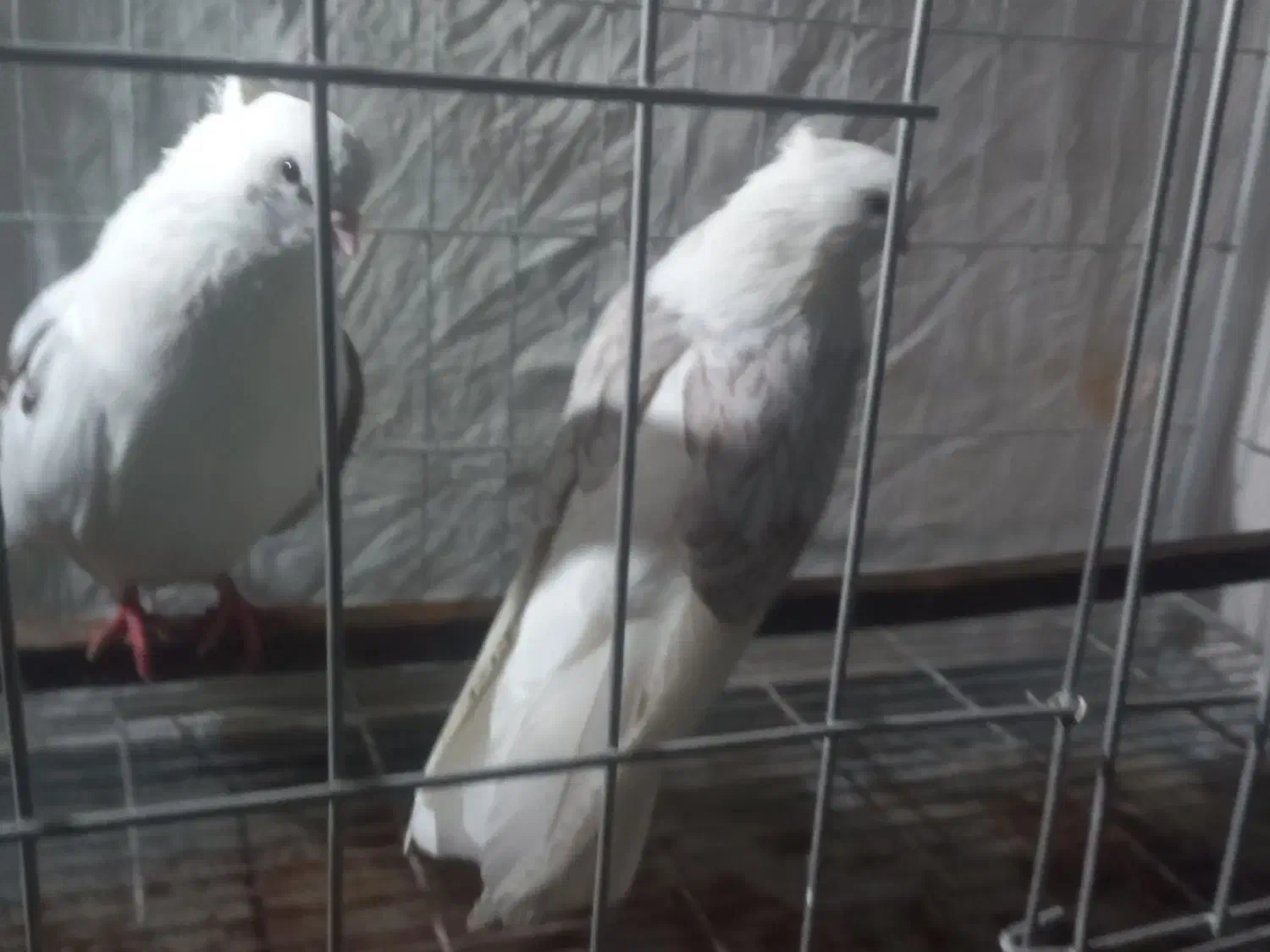 کبوتر نوک ریز|پرنده|مینودشت, |دیوار