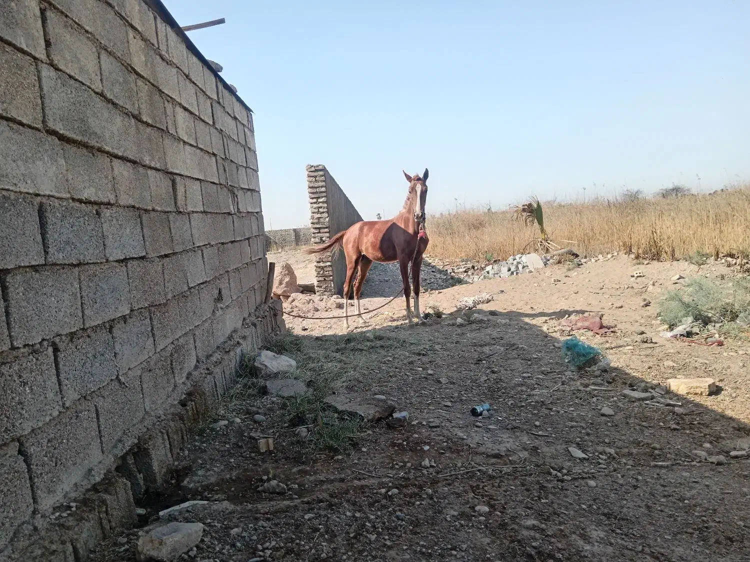 باسلام خدمت دوستان یک کوره اسب حمدانی|اسب و تجهیزات اسبسواری|آبادان, |دیوار