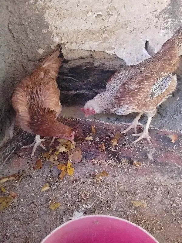 مرغ محلی|حیوانات مزرعه|چناران, |دیوار