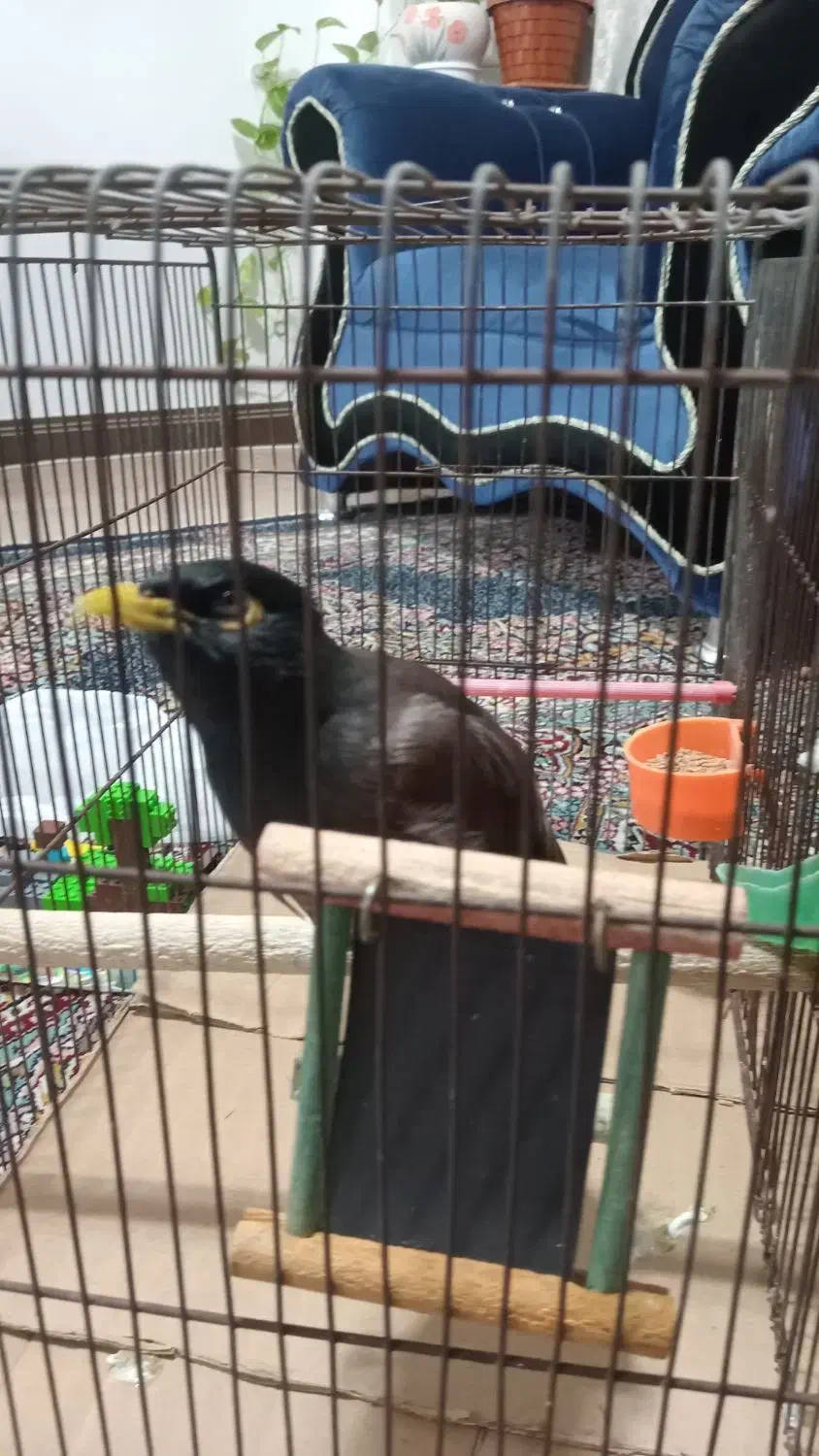 مرغ مینا|پرنده|لاهیجان, مهرگان|دیوار