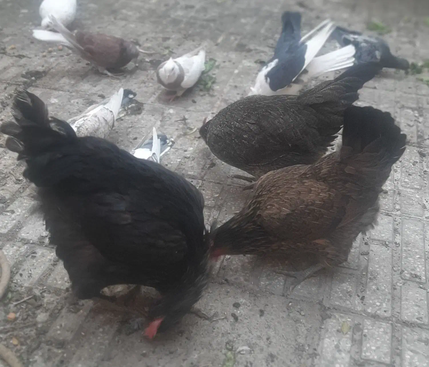 مرغ رسمی جوان تخم کن|حیوانات مزرعه|قم, ناصردیوان|دیوار