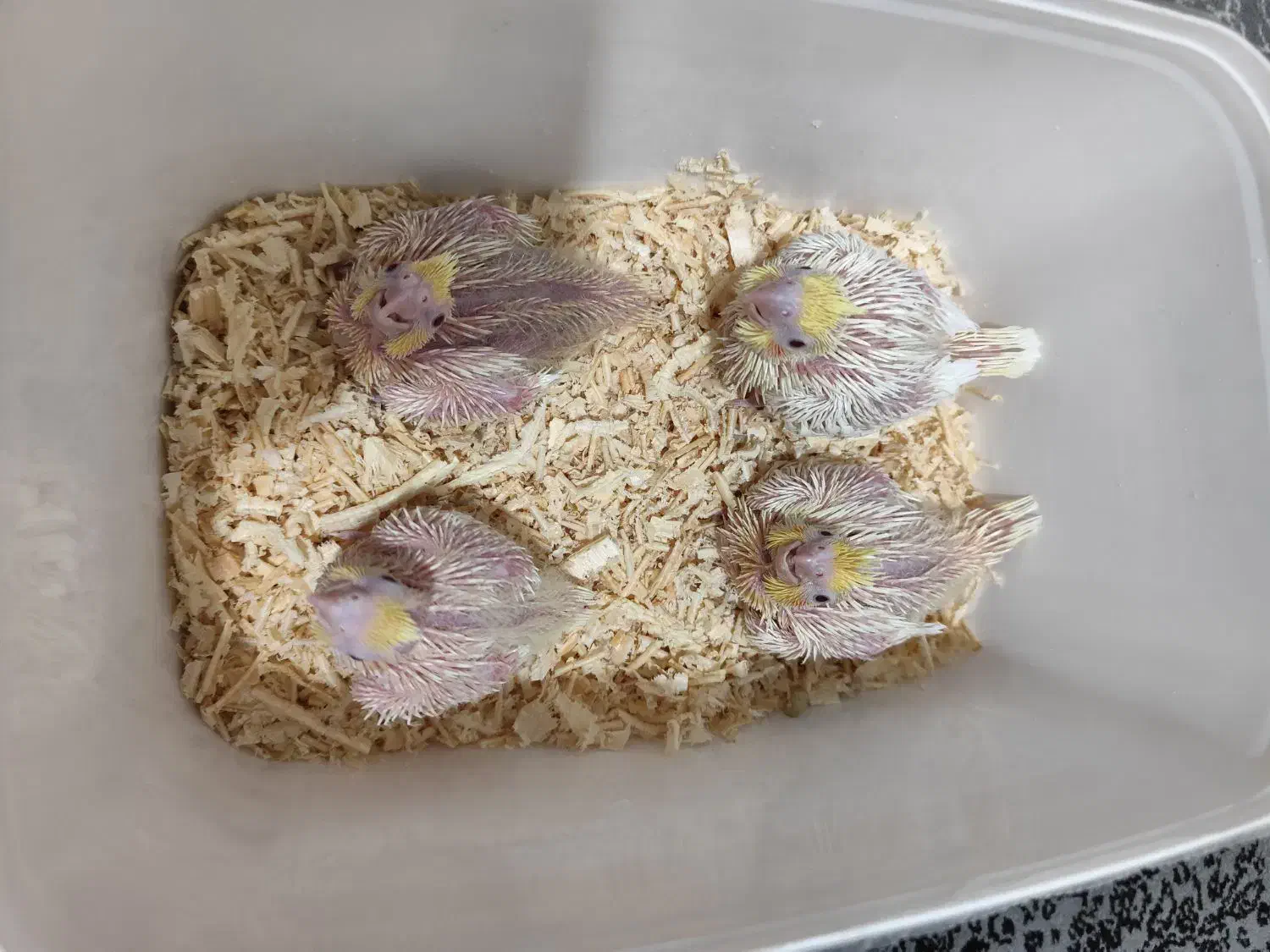 جوجه عروس هلندی|پرنده|شیراز, کوشک میدان|دیوار