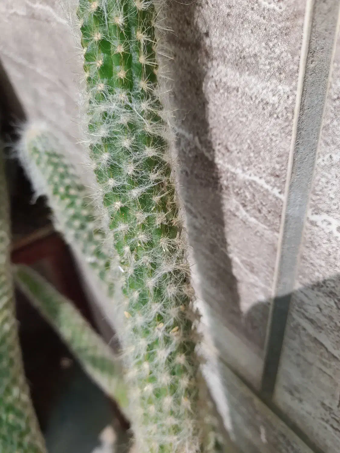 کاکتوس|گل و گیاه طبیعی|فسا, |دیوار