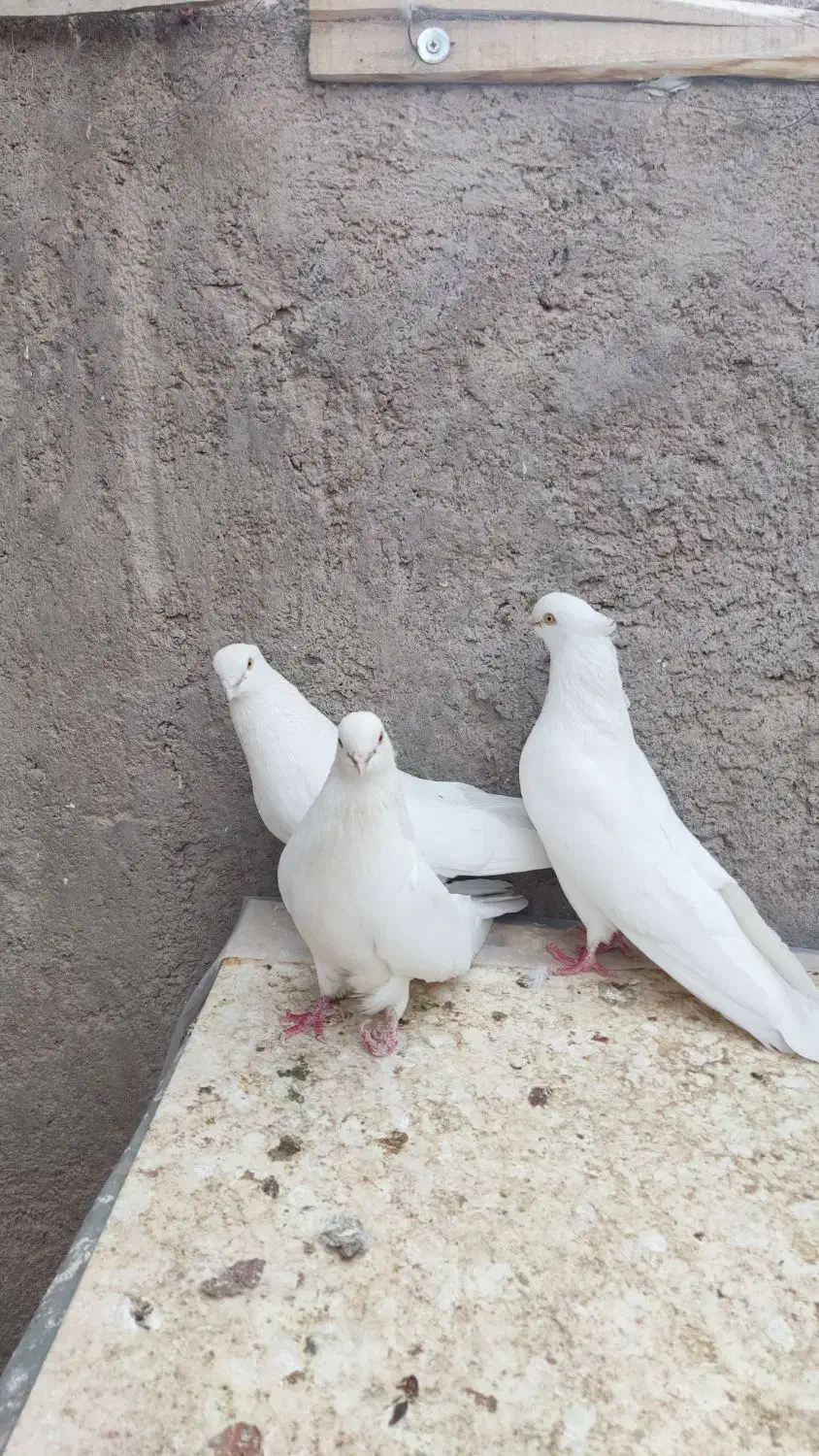 کفتر سفید چشم سفید وزرد .کرمانشهی|پرنده|رفسنجان, |دیوار