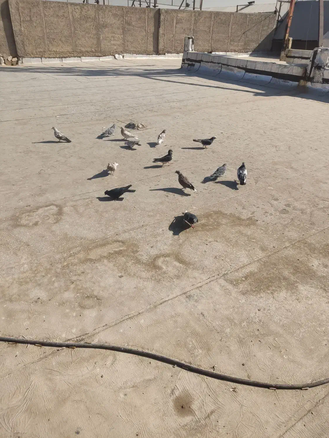 کفتر خوب پرشی ب ضمانت|پرنده|سلفچگان, |دیوار