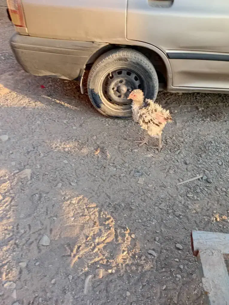 مرغ خروس گلپایگان|حیوانات مزرعه|هشتگرد, شهرک راه آهن|دیوار