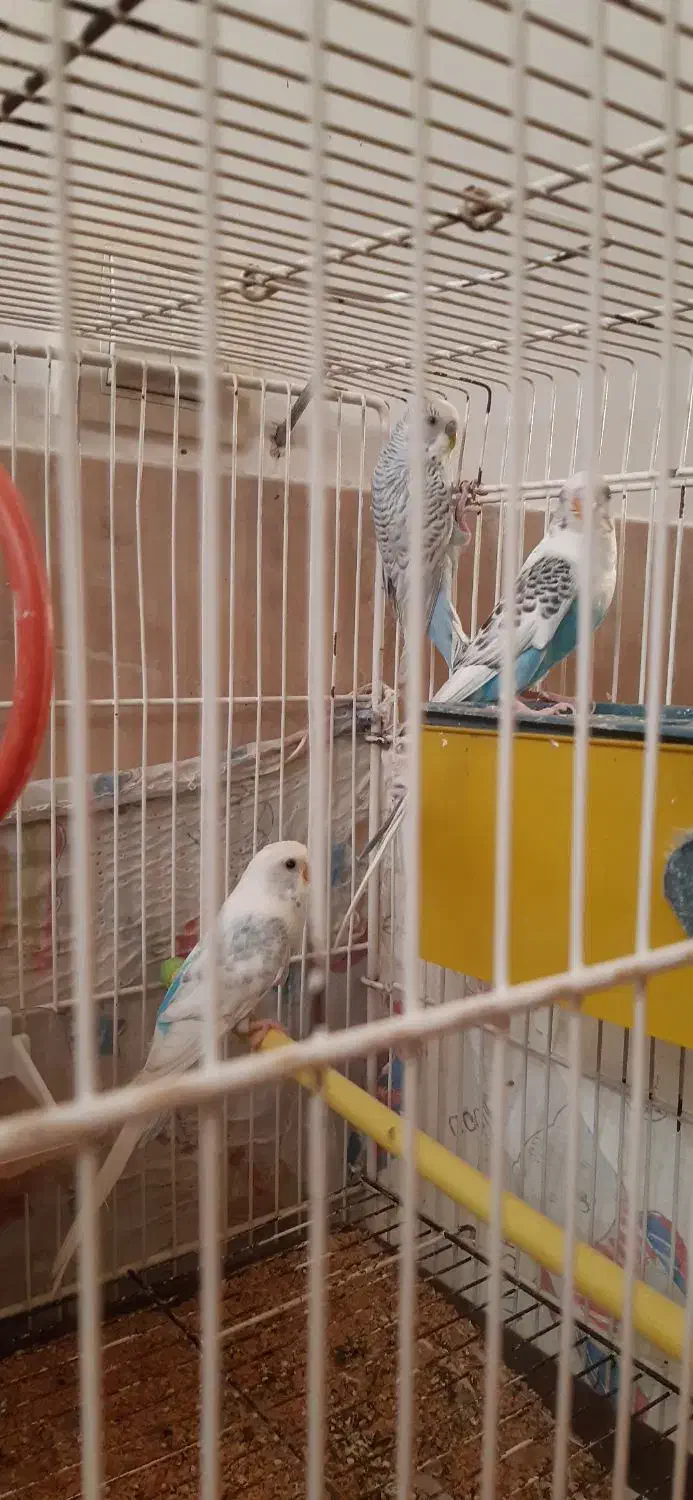 مرغ عشق فروشی|پرنده|بافت, |دیوار