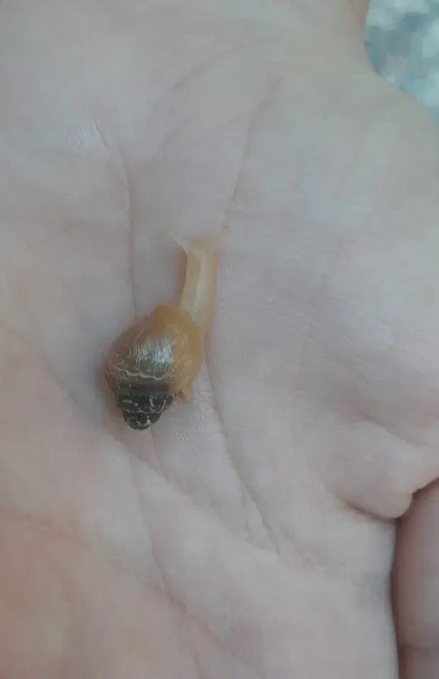 بچه حلزون آچاتینا|خزنده|دزفول, |دیوار