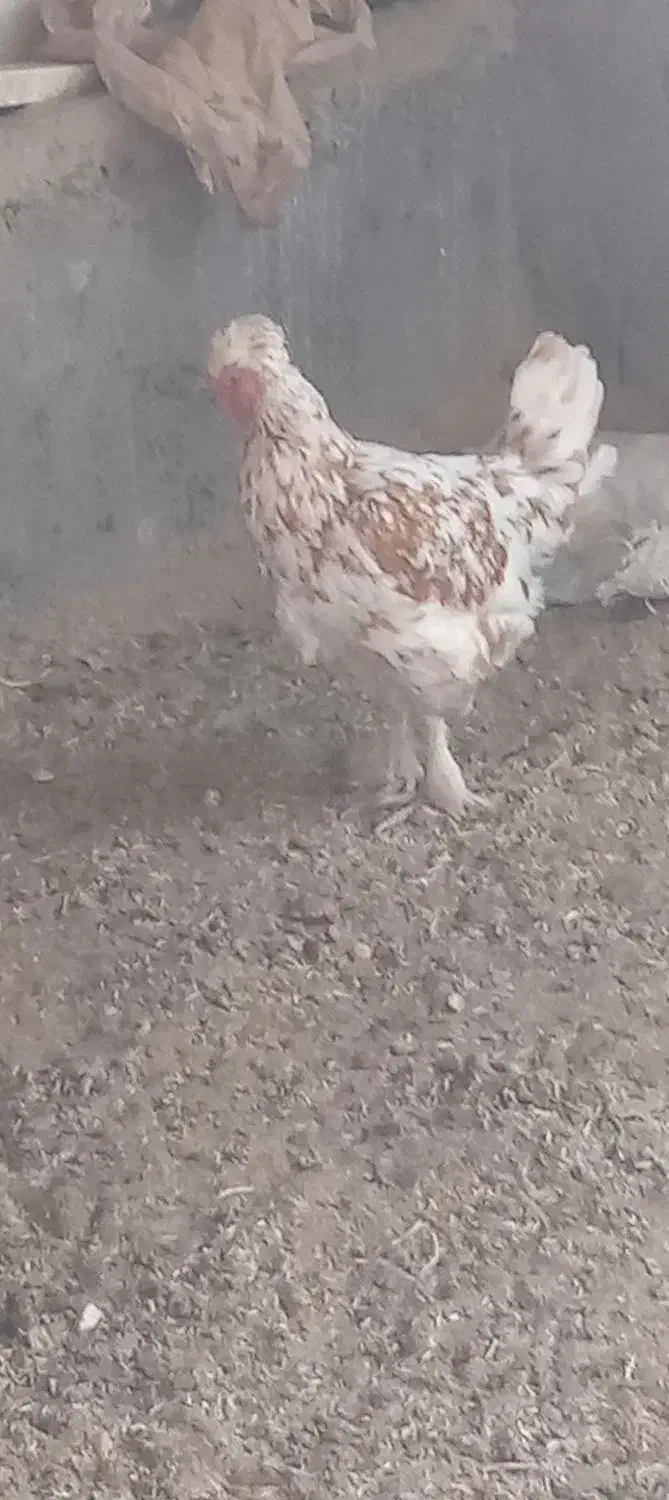 مرغ تخمی پرپاوکاکلی|حیوانات مزرعه|اسلامیه, |دیوار