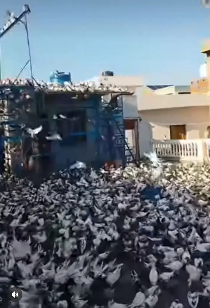 کود حیوانی فضله کفتر|خدمات باغبانی و درختکاری|رباط‌کریم, صبا باطری|دیوار