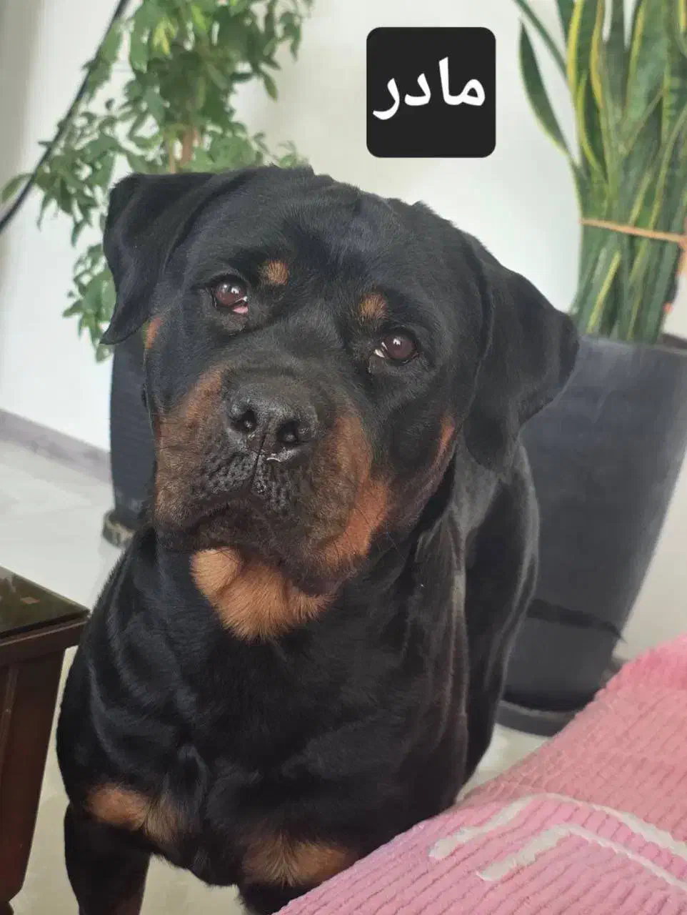 واگذاری توله روتوایلر|سگ|طرقبه, |دیوار