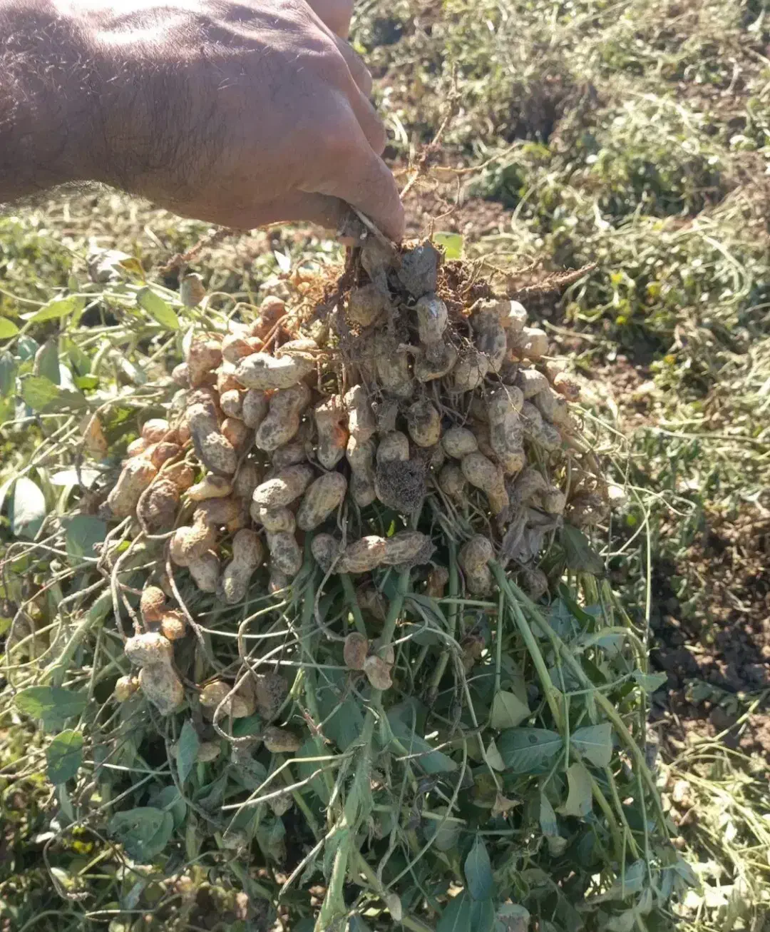 بادام زمینی رقم گلی|خدمات باغبانی و درختکاری|اسلام آباد, |دیوار