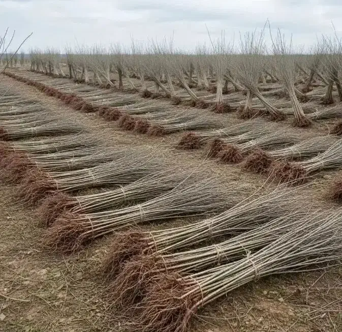 نهالستان انگور پسته گردو و صنوبر پربار دیرگل|خدمات باغبانی و درختکاری|همدان, |دیوار