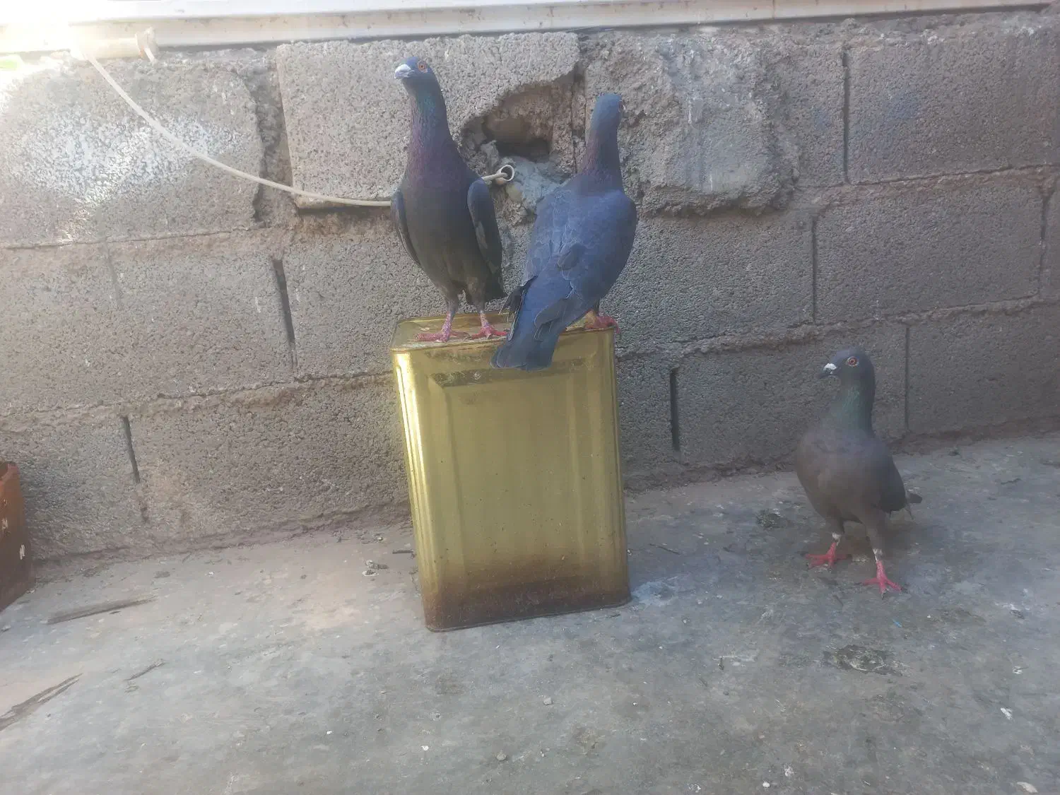 کبوتر|پرنده|مسجد سلیمان, |دیوار