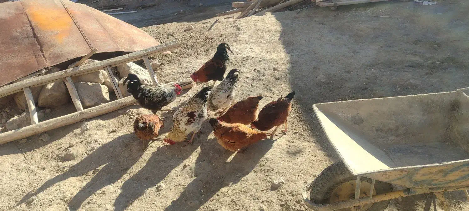 خروس|حیوانات مزرعه|کلیائی, |دیوار